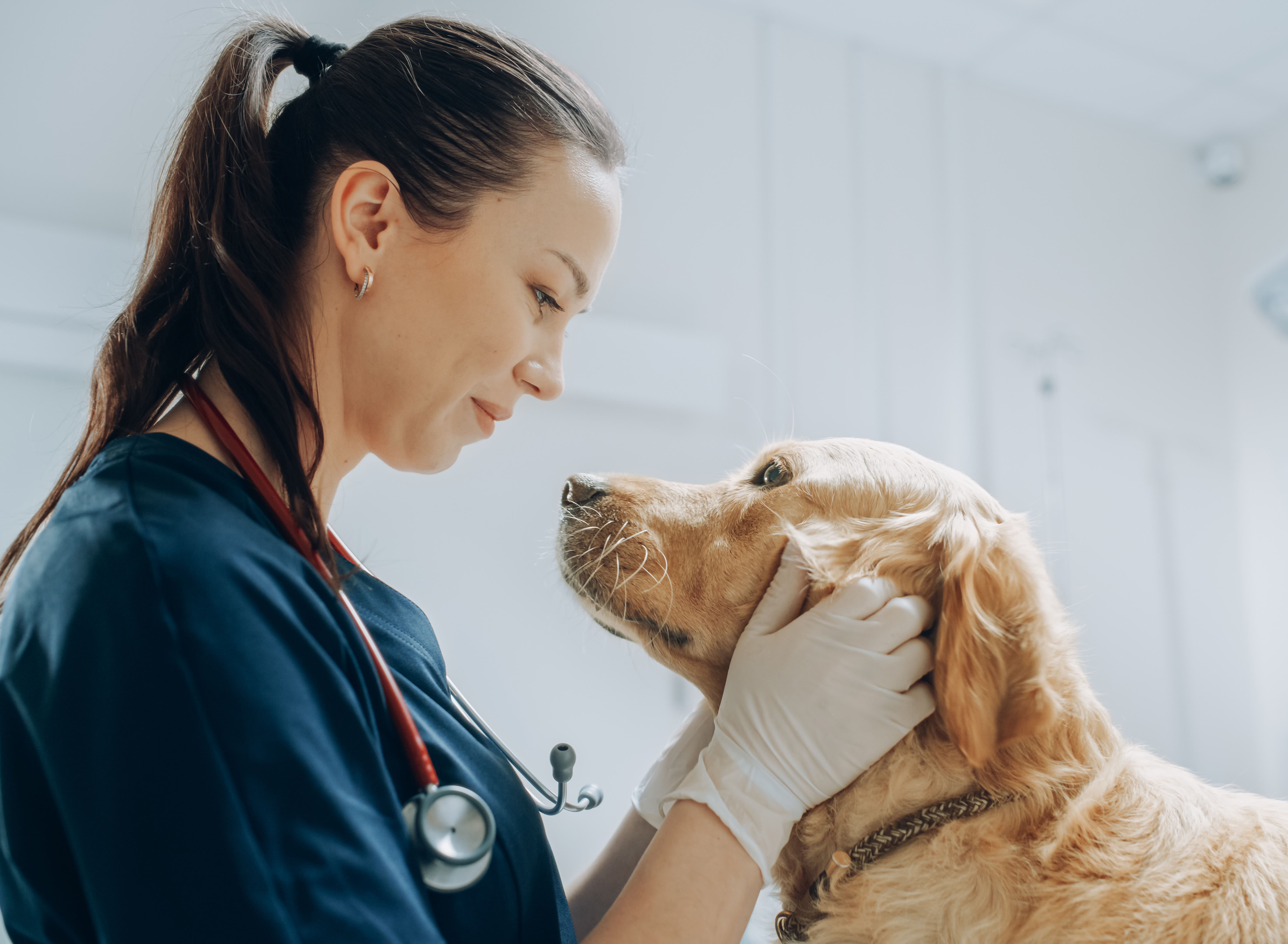 En veterinär som lyssnar på en hunds hjärta