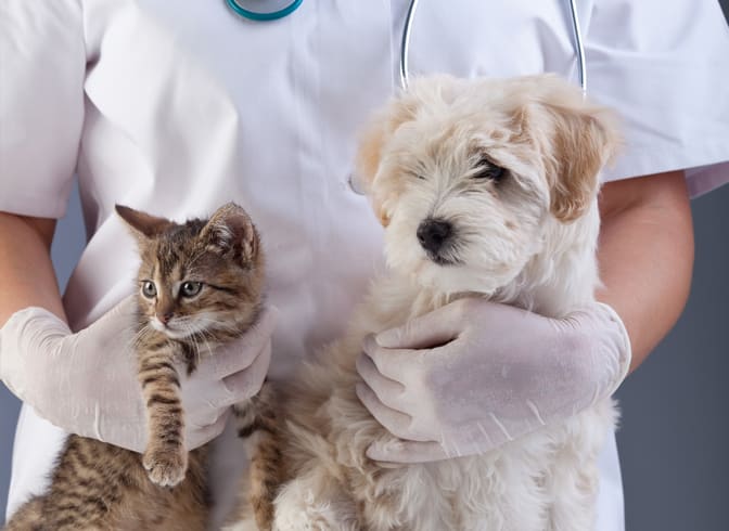 Tips inför veterinärbesöket