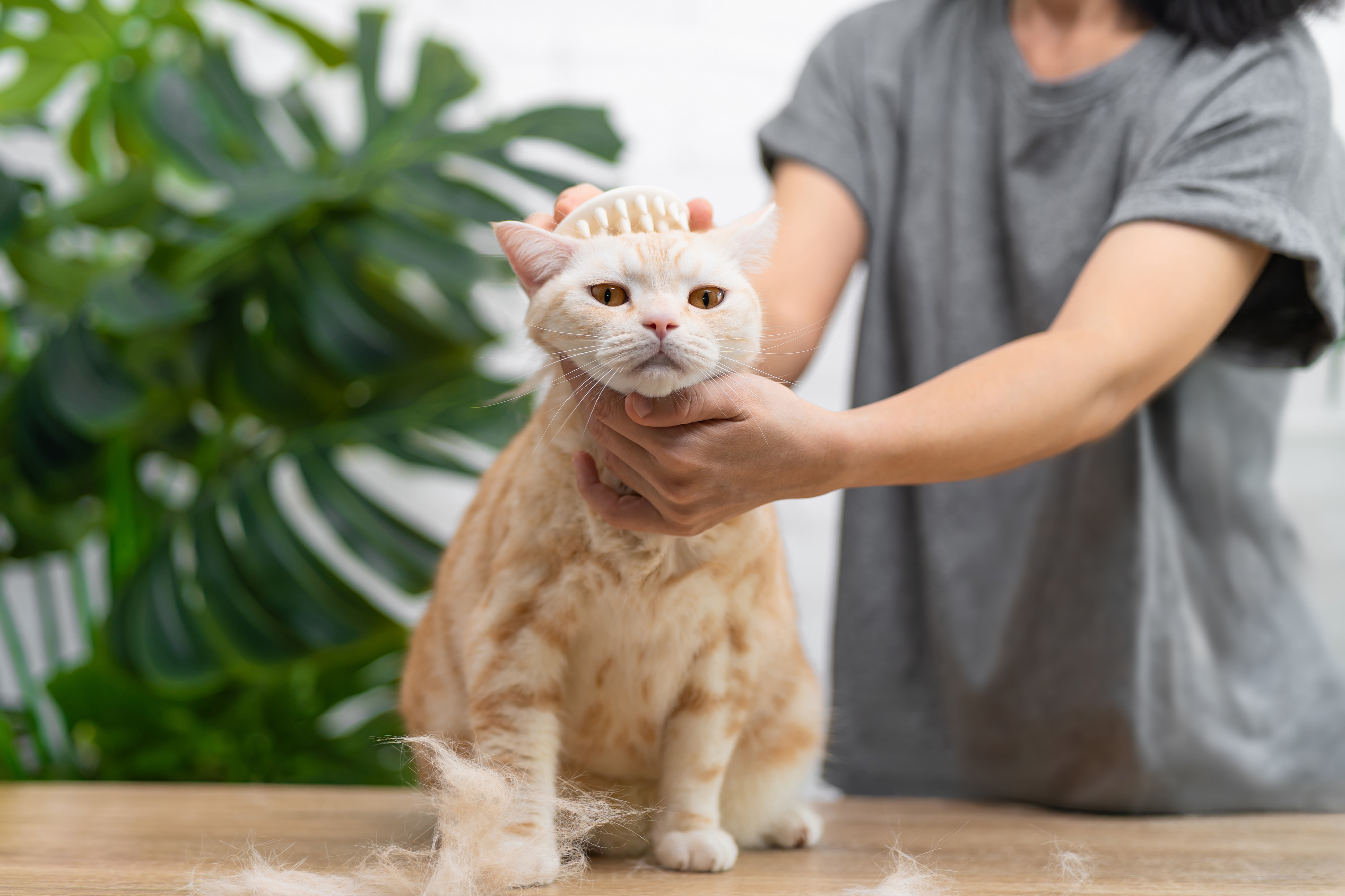 Person som borstar en långhårig katt.