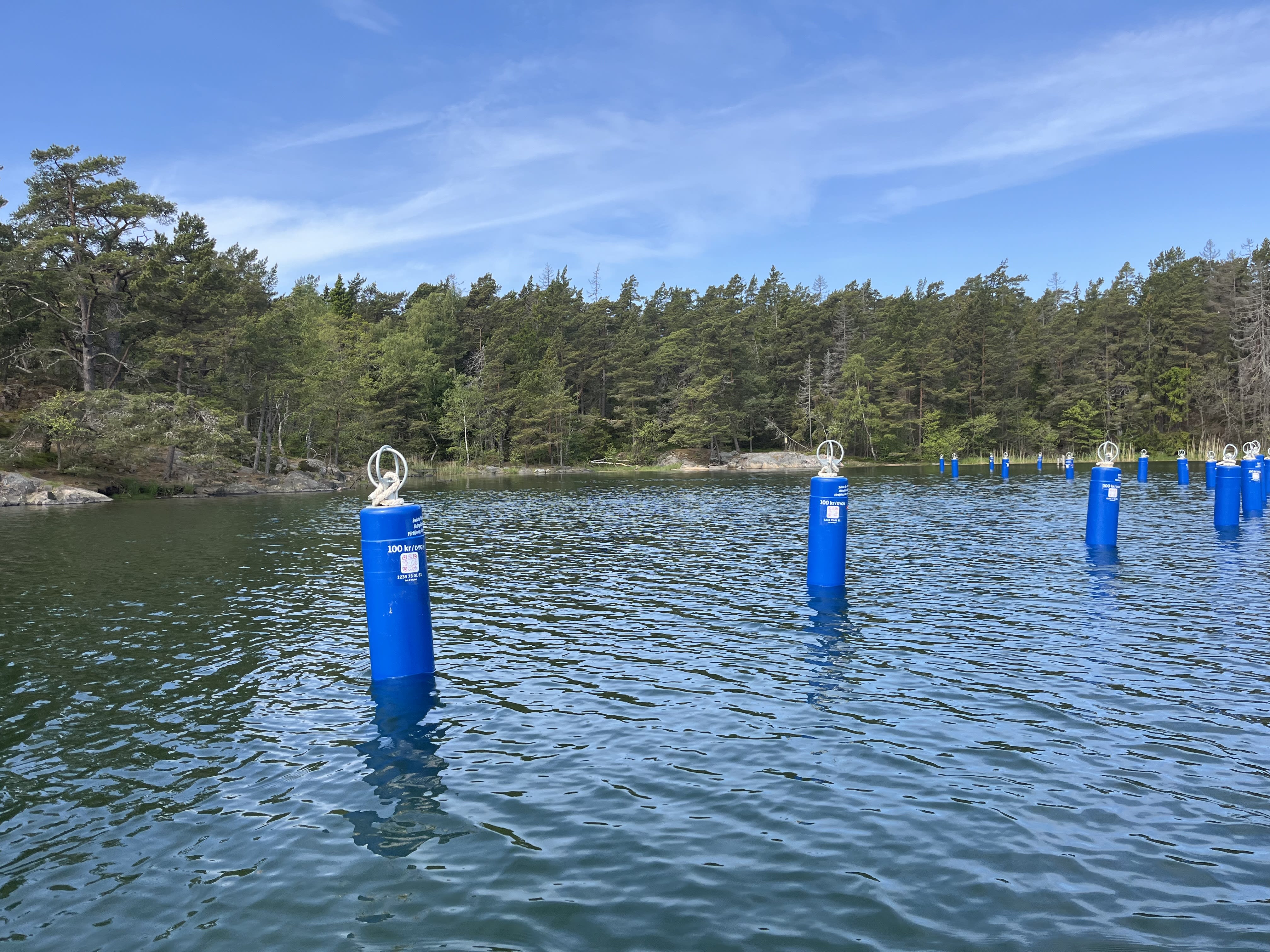 Blåstång och marint liv