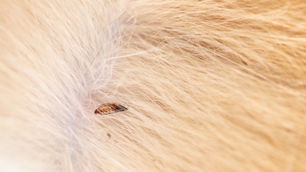 Närbild på en katt som blir undersökt i pälsen.