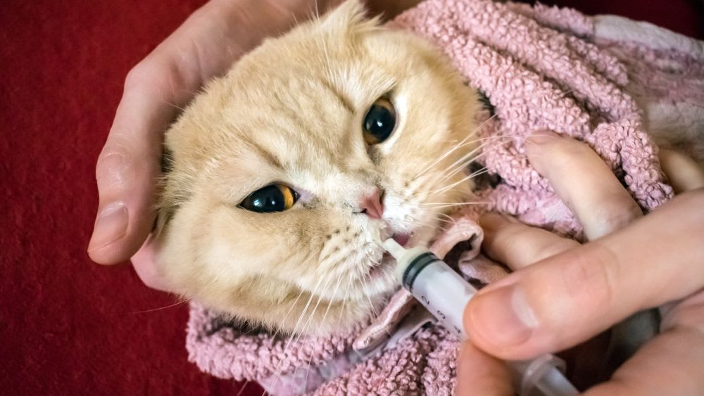 En utekatt som smyger i högt gräs.