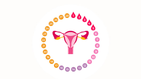 Illustration av menscykeln