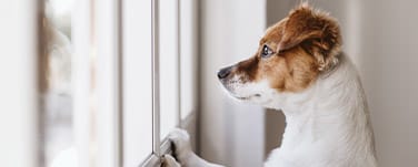 En hund som ser orolig ut under ett åskväder.